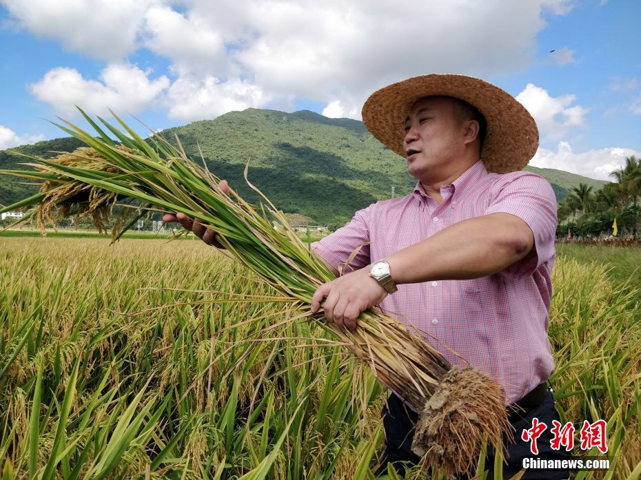 深圳SOFC、10MW電解槽等19個(gè)氫能項(xiàng)目備案背后