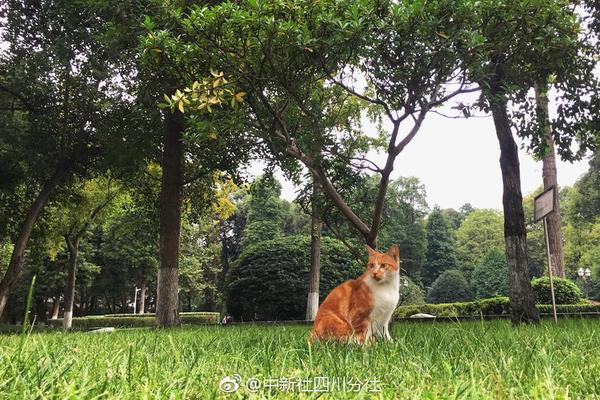 政策解讀｜2022年四川電力交易意見的主要變化和重點內容