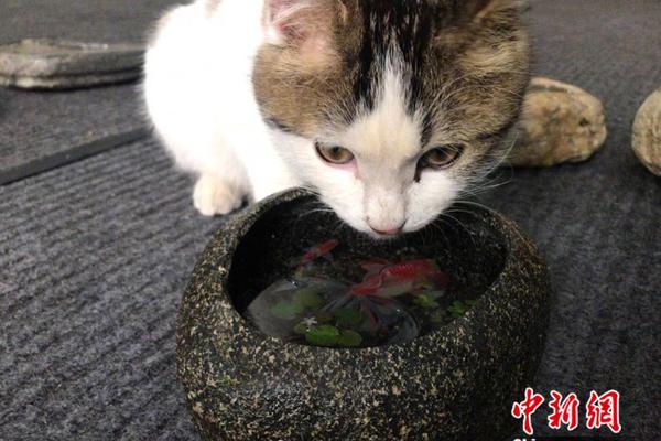 272名工作人員被累死！印尼大選1.93億選票全靠人工數(shù)
