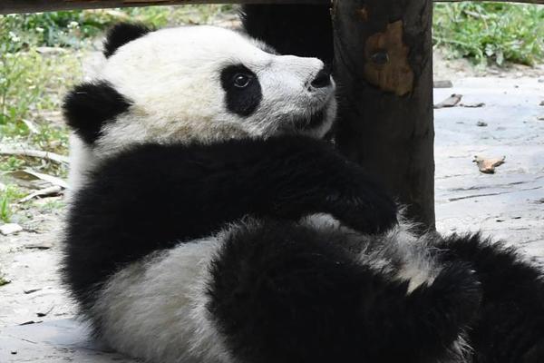 [博海拾貝0111]你想過二師兄的感受嗎?