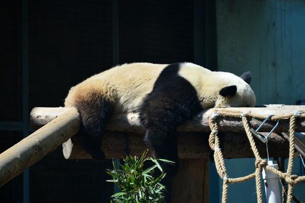 明湖定制手賬本、平陰玫瑰茶&hellip;&hellip;文旅博覽會上濟南館亮點多