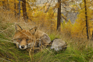 豐田汽車擬與泰國卜蜂集團就制氫、引進氫燃料電池汽車展開合作