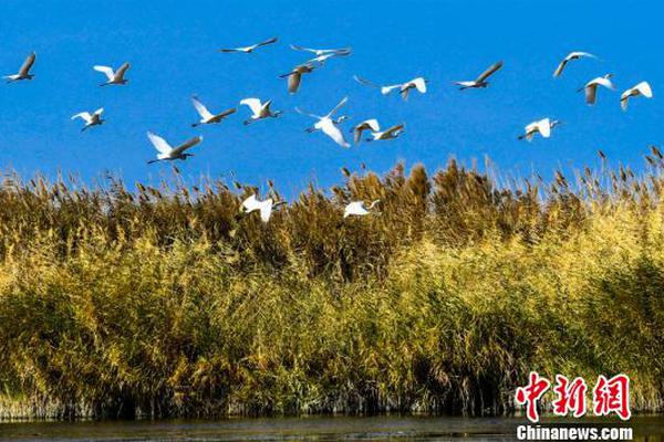 隨手拍的幾張照片,讓人們驚呆了