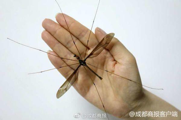 特朗普夫婦獨(dú)霸紅毯 日本網(wǎng)友炸了