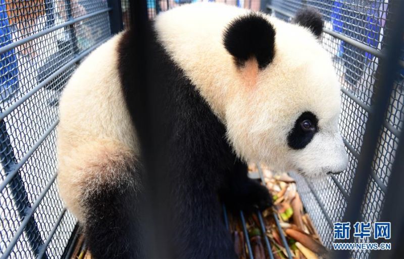 國網(wǎng)召開電視電話會議 縱深推進泛在電力物聯(lián)網(wǎng)建設(shè)