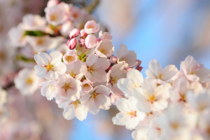 烏蘭察布“制-儲-運-加”氫能綜合示范-MW 級PEM 制氫系統(tǒng)設備采購招標
