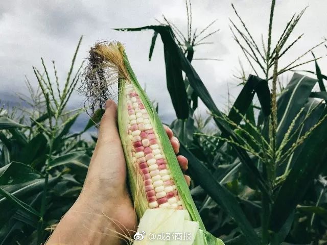 離離原上譜，這就是知識的力量啊